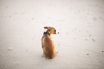 Jasny szczeniak whippet siedzi grzecznie na plaży 