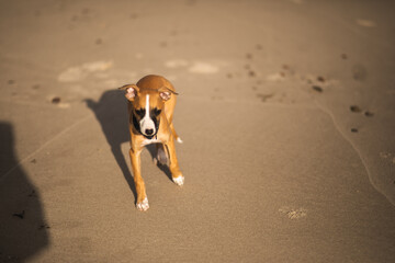 Szczeniak whippet socjalizuje się na plaży © ZiraPhoto