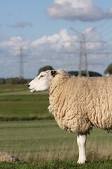 Obraz premium hetlinger redoubt with close up of sheep