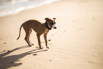 Szczeniak whippet socjalizuje się na plaży