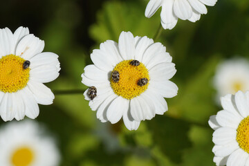 Varied carpet beetles (Anthrenus verbasci) on the flowers of feverfew (Tanacetum parthenium). Family skin beetles (Dermestidae). Dutch garden, June