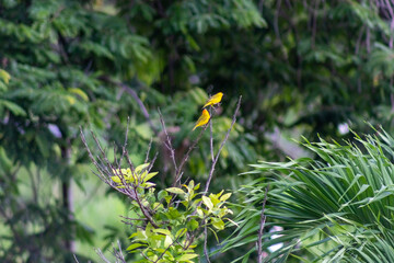 birds in a tree venezuela