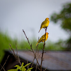 bird on a branch