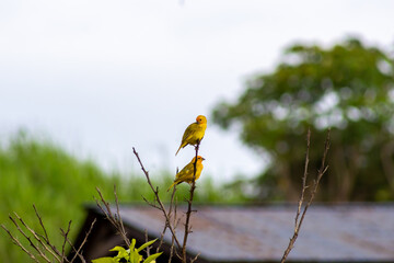 birds in a tree venezuela
