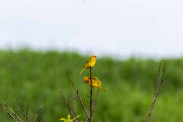 birds in a tree venezuela
