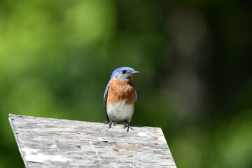 Male Eastern Bluebird sits perched on a bird house
