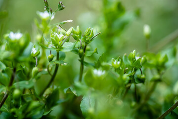 Stellaria media, chickweed, common chickweed, chickenwort, craches, maruns. White small flowers winterweed herb. Medicinal plant during flowering. plant medicinal properties and is used in folk
