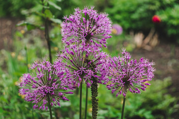 Purple allium flowers in shape of a layer on a green natural background. Blooming purple wild garlic flowers growing in a garden