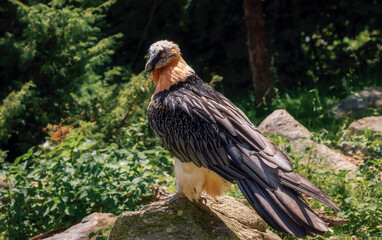 a bearded vulture looking around
