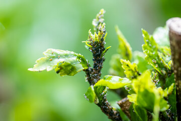 Aphids, greenfly are small sap-sucking insects and members of the superfamily Aphidoidea. blackfly on hibiscus host plant ingarden. Pests on flowering plants in summer. Fight against aphids in garden