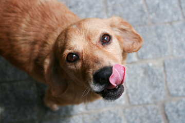 Nice Caramel Dog Licking - obrazy, fototapety, plakaty