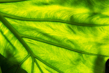 Monstera Philodendron closeup. Home plant green plant decoration
