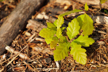 Composition of top view of forest cover with a very young oak tree - close-up photo.