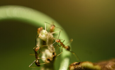 ant on leaf