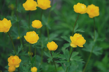 Obraz premium bright yellow flowers on a background of greenery close-up