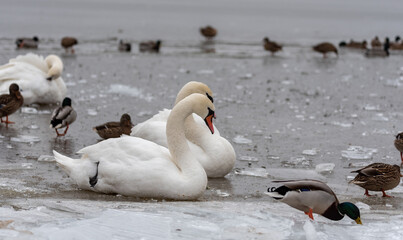 Freezing water. Wild birds, swans, and ducks swimming in a hole pattern. Crushed ice on the lake. Wild birds in a frozen pond in winter.