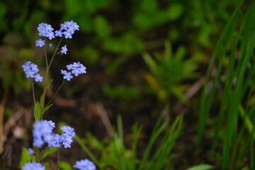 Fototapeta premium small blue cute flowers bloom against the backdrop of greenery as a backdrop