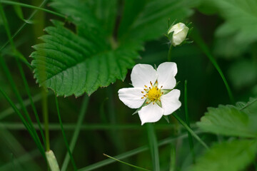 Flowering strawberry. Blooming strawberry flower in green grass in a clearing in the forest.