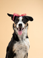 dog with a bow on his head on beige background