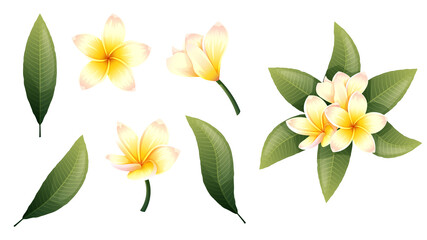 Set of yellow plumeria flowers and green leaves on an isolated background. Tropical frangipani flower elements for decoration, stickers, design, etc