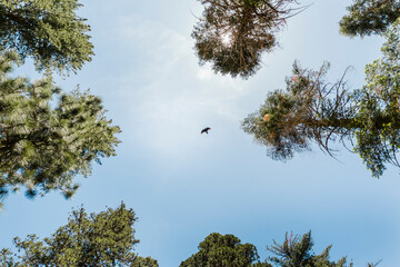bird flying between trees