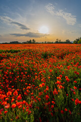 Fototapeta na wymiar wild red poppy field in sunset light, countryside and floral concept, warm sunset light over a field of wild poppies in blossom, Slovakia, Europe