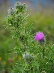 Purple thistle with green background.