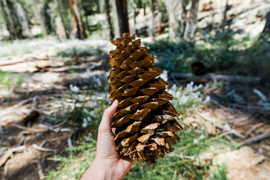 the pine cone