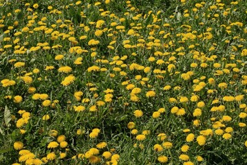 natural plant texture of many yellow dandelion flowers in green grass in nature