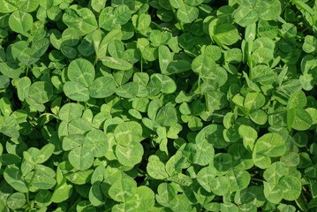 natural plant green background of small wild clover in nature