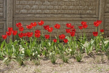 a row of red tulip flowers with green leaves on the ground near a gray concrete fence wall in the street - Powered by Adobe