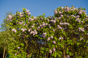 Fototapeta na wymiar Syringa vulgaris, common lilac bushes against blue sky. Nature, floral, blooming and gardening concept