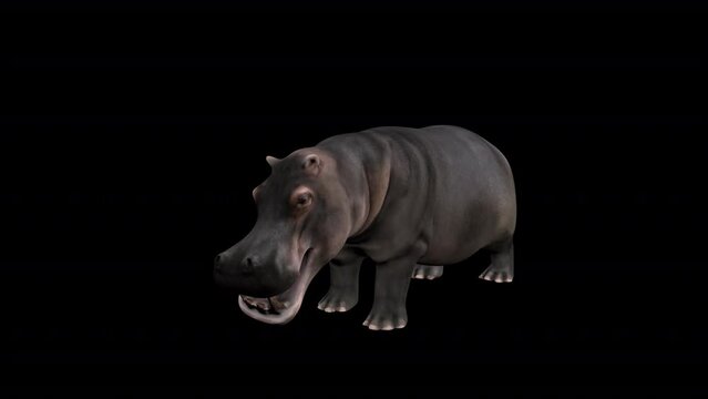 Hippopotamus Idle Front View . Animation. Full HD 1920&times;1080.Transparent Alpha Video. LOOP. 10 Seconds Long