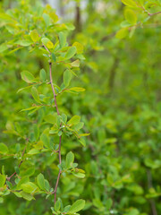 Spring pruning of shrubs. Gardener is trimming, cutting the bush, forms a ball to stimulate...