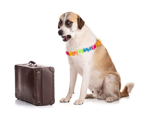 Great Pyrenees or Pyrenean mountain dog with a suitcase moaning