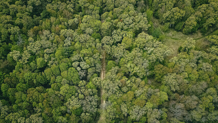 Hidden road in the forest in spring