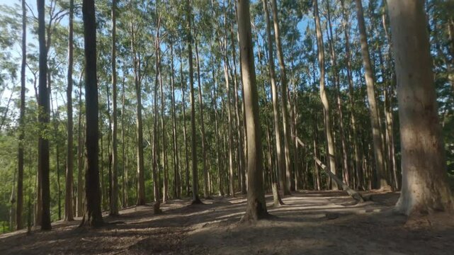 Fpv Drone in Forest