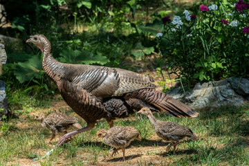 mother turkey running with her baby fledgling turkeys