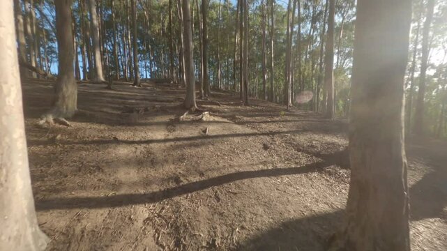 flight in nature