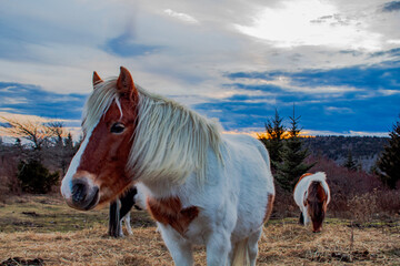 wild ponies at Grayson Highlands
