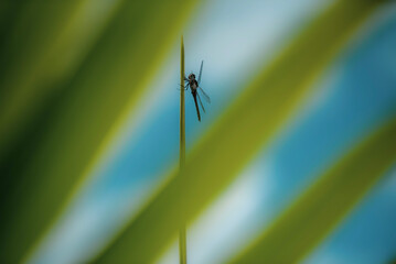 spider on a leaf