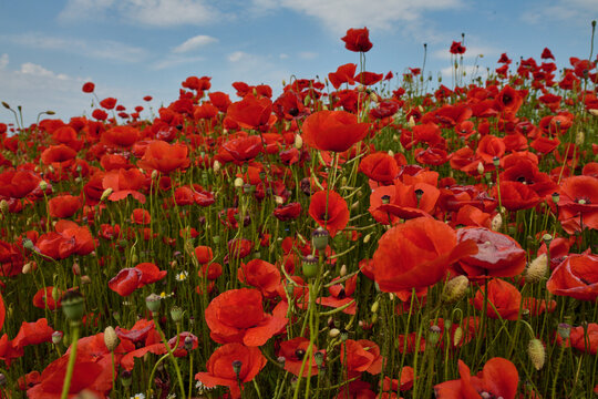 Polne maki w słoneczny dzień. Czerwony, zielony, makro, close up, bokeh, rozmyte tło
