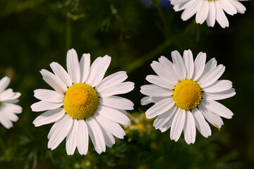Zbliżenie białych kwiatów rumianek, rumian, stokrotka. Żółte serca, słoneczne kolory. Biel, close-up, makro, bokeh. - obrazy, fototapety, plakaty