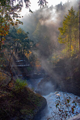 autumn in the forest