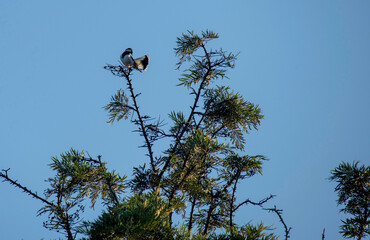 Australian Magpie-Lark (Grallina cyanoleuca)