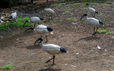Australian White Ibis (Threskiornis molucca)