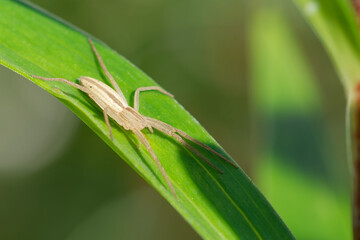 Tibellus oblongus, spider, insect, macro