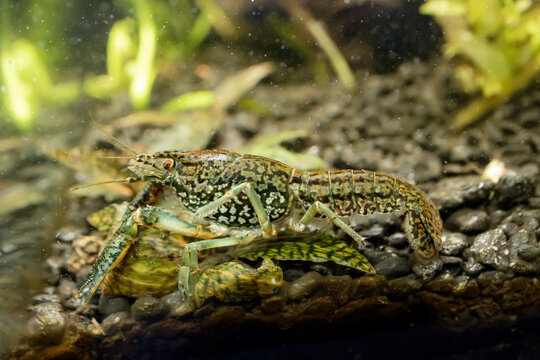 Aquarium Marble Crayfish. Life Under Water