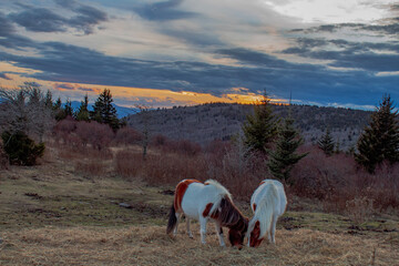 Wild ponies at Grayson Highlands