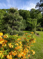 Landscape with blooming orange peach flowers of rhododendron bush in early summer on a sunny day. Green pines and trees the back. Blue sky. Kadriorg park. June 2022.